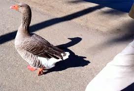 goose.jpg